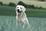 GOLDEN RETRIEVER 694